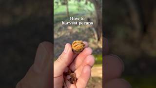 have you ever seen where pecans come from 🌳🥜 pecans pecantree [upl. by Penelope]