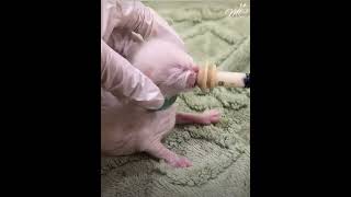 2DayOld Kitten Drinks Milk ASMR Sounds Kittens ASMR CuteAnimals [upl. by Lusa]