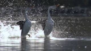 BBC Life The Grebes [upl. by Nailil141]