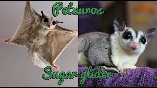 Petauros del azucar jugando saltando y planeando Sugar glider jumping and gliding [upl. by Aniral]