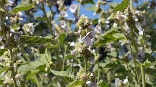 Echte Eibisch Althaea officinalis [upl. by Bergeman]