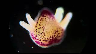 Australian The Great Barrier Reef zooplankton under the microscope [upl. by Quintessa]