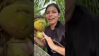 Le presento la palma de coco frutas naturaleza fruit [upl. by Kielty]