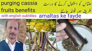 Amaltasاملتاسamaltas ki phali ke fayde purging cassia fruits benefits [upl. by Nazar]