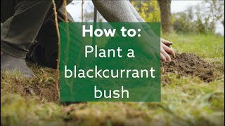 How to plant a blackcurrant bush [upl. by Oiramed]