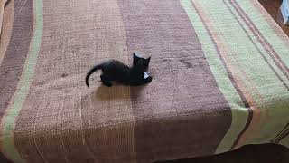 A vida boa dos gatos filhotinho de gato brincando gato bebê 🐾quot animals funnycats [upl. by Michi]