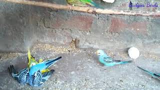 Budgies Colony Fight one Budgies expire [upl. by Springer]