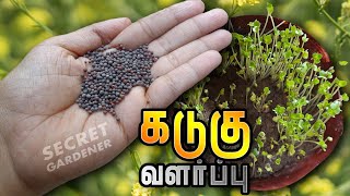 How to grow mustard seedmustardseedsseed seedgerminationseedcollection gardening plant tamil [upl. by Drallim]