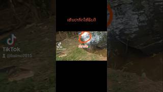 ตกปลา ashino carpfishing fishing ปลาช่อน [upl. by Dominik656]