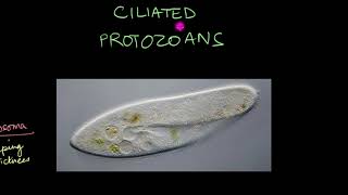 Protozoa  Biological Classification  Biology  Khan Academy [upl. by Naloc]