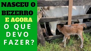 VEJA QUAIS SÃO OS CUIDADOS COM OS BEZERROS AO NASCER [upl. by Grosberg]