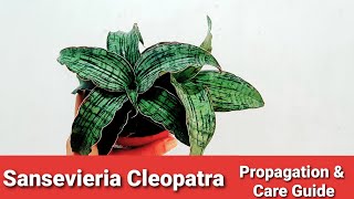 Sansevieria Propagation amp Care Guide  Cleopatra Snake Plant [upl. by Tinya]