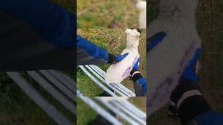 Rider Saves Two Lost Sheep  NorthWestEnduro [upl. by Selokcin]