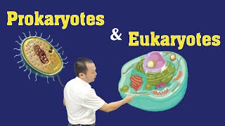 Prokaryotes and Eukaryotes  Part 1 cellbiology ProkaryotesVsEukaryotes [upl. by Cigam166]