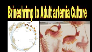 how to raise brine shrimp to adults  Tamil [upl. by Lorens]