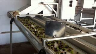 Olive sorting machine Italy [upl. by Asilej]