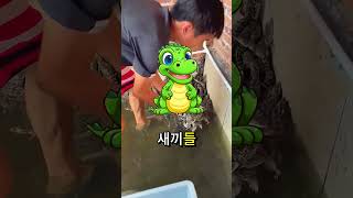 아기 악어들이 물에 잠긴 집을 인질로 잡아요 🐊 [upl. by Crawford]