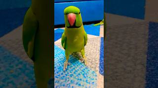 My beautiful talkative parrot zoomi viralvideo parrotsounds [upl. by Putscher467]