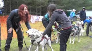 BSHRA  Elveden Forest  February 2016  8 and 6 dog teams [upl. by Acyre161]