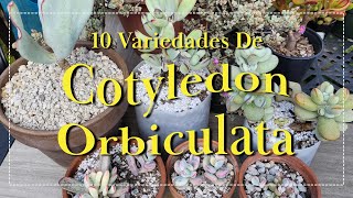 10 Variedades De Cotyledon Orbiculata [upl. by Coke]