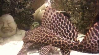 Gibbiceps Pleco in a 75 Gallon with a Frontosa and a Tropheus Moorii [upl. by Frick]