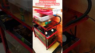 CRAYFISH BREEDING SETUP kailangan ihanda bago bumili Ng breeders breeder arc crayfish tank ven [upl. by Aelyak528]