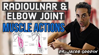 Elbow amp Radioulnar Anatomy Muscle Actions [upl. by Nosral]