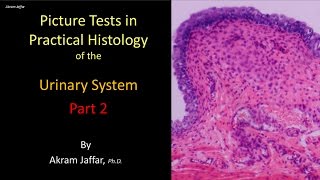 Picture tests in histology of the renal system 2 [upl. by Schoenburg257]