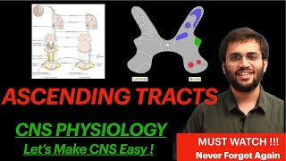 Neuroanatomy Ascending Tract CNS Physiology Spinothalamic Tract Spinal Cord Explanation  Mnemonic [upl. by Dinnage]