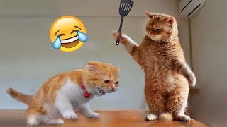 Essayez De Ne Pas Rire  1 Heure De Vidéos De Chats Les Plus Drôles 14  Vidéos Drôles De Chats [upl. by Zel]