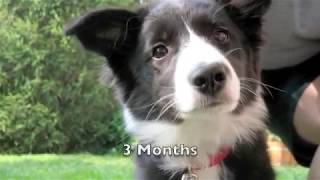 Scrappy the Border Collie Puppy [upl. by Jerusalem]