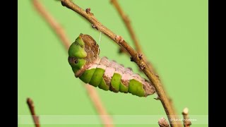 Lime Butterfly Caterpillar [upl. by Suoivart]