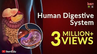 Learn About Human Digestive System  Animation Part 1 iKen  iKen Edu  iKen App [upl. by Kayley]