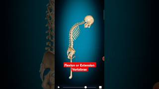 Flexion or Extension vertebrae column shortsvideo anatomy viralshorts [upl. by Martina213]