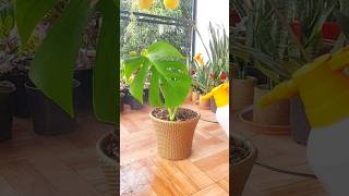 How to Transplant water rooted Monstera plant to Soil [upl. by Eirrehs]