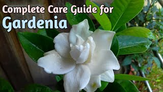 All About GardeniasHow to Grow Gardenia PlantGardenia CareGardenia Plant Care [upl. by Kilan]