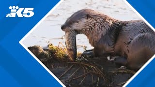 Otter attacks drags child underwater at Bremerton Marina [upl. by Gracia]