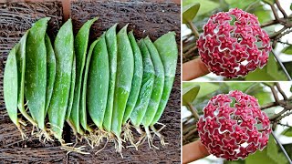 Propagating Hoya flower orchid by leaves and the results are amazing [upl. by Il]