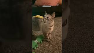 Funniest Cat 😾 funny 😸 cathouse Ep 4732 [upl. by Eelir]