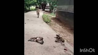 🐘 Ramlaler 🥰 kandokarkhana 🥰minivlog 🐘 elephant 🐘🥰🥰🐘🐘🐘vlog elephant [upl. by Yroffej]