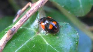 Adalia bipunctata ladybug black [upl. by Wolf]