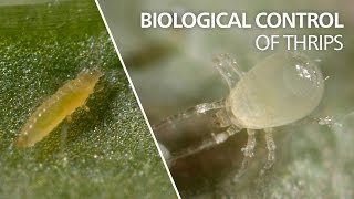 Biological control of thrips  Amblydromalus limonicus [upl. by Anifled]