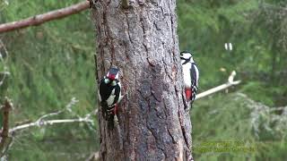 STÖRRE HACKSPETT Great Spotted Woodpecker Dendrocopos major Klipp  2295 [upl. by Sidwohl438]