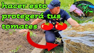 como cuidar las plantas de tomate acolchado tomates [upl. by Airakaz]