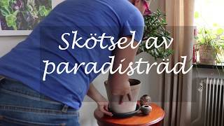 Skötsel av paradisträd [upl. by Essirehs]