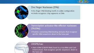 CRISPR edited mammalian cell linesadvantages applications and tips [upl. by Doherty476]