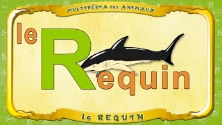 Multipédia des animaux  La lettre R  la Requin [upl. by Farnham]