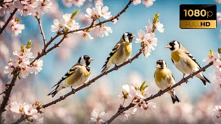 Beautiful Goldfinches [upl. by Naples]