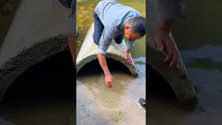 The process of catching a turtle in the sand of a stream [upl. by Tatianna953]