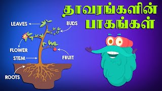 தாவரங்களின் பாகங்கள்  Parts Of Plants  DrBinocs Tamil  Best Learning Videos For Kids [upl. by Wehner]